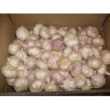 Carton Packing Normal White Garlic (5.0cm and up)